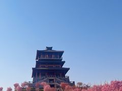 -古柏渡丰乐樱花园