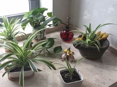 -新湖明珠城