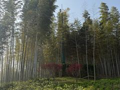 -宜兴龙背山森林公园