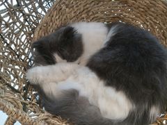 -飞行喵MR PILOT|猫舍·猫咖(静安大融城店)