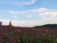 -大塘金香草谷
