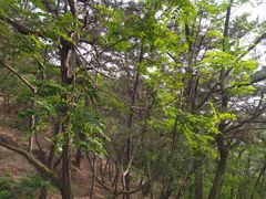 -北岭山森林公园