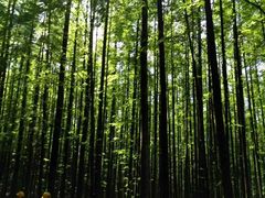 -山王坪喀斯特国家生态公园