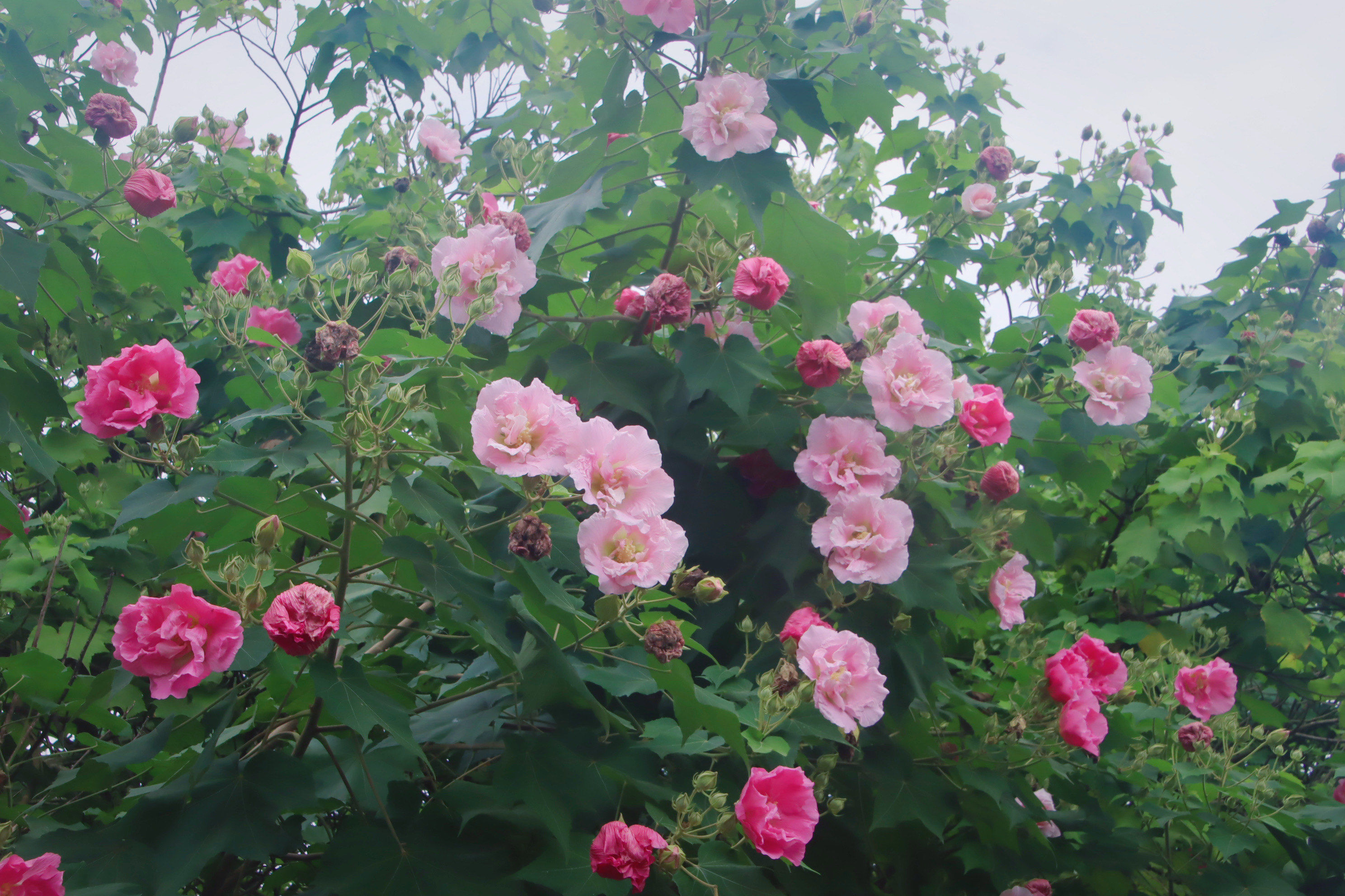 十月芙蓉花满枝