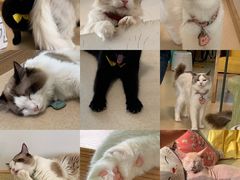 -猫在这儿猫咪咖啡馆·撸猫馆