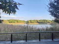 -昆山城市生态森林公园