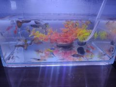 -花鸟鱼虫鲜花绿植市场(玉泉路店)