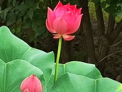 -朝阳公园