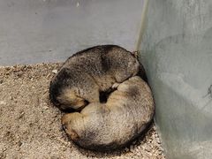 -浣熊柯尔鸭土拨鼠·电玩咖