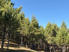 -御道口草原森林风景区