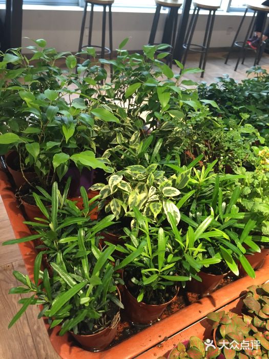 小浣熊的花花草草(长楹天街店)图片