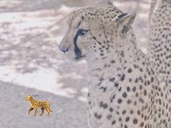 -上海野生动物园