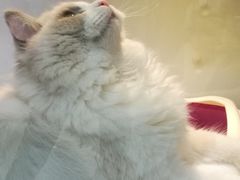 -乐宠宠物店(世纪金源店)