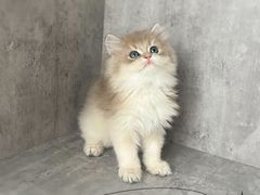 -小猫来了·猫舍(红山六九七九店)
