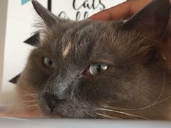 -Cappucimeow猫咪咖啡馆(韦伯时代店)