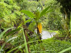 -海南热带雨林国家公园吊罗山景区