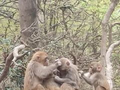 -黔灵山公园