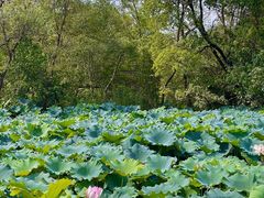 -西溪国家湿地公园