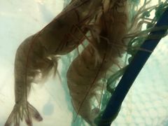 -2048香辣虾(七星岗店)