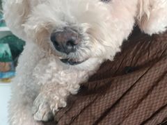 -瑞派福兴宠物医院犬猫全科·骨科·中西医结合(河东店)