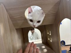 -猫小院猫主题餐厅(南锣旗舰店)
