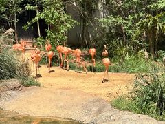 -鸡鸣汤包(红山动物园店)