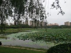 -丁香湖公园