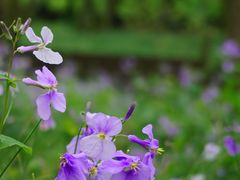 -西湖风景区-江洋畈生态公园