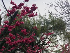 -南山植物园