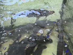 -楚鱼王·河鲜·湖北菜(华农店)