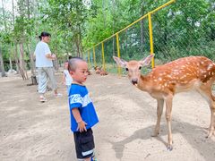 -合肥滨湖国家森林公园