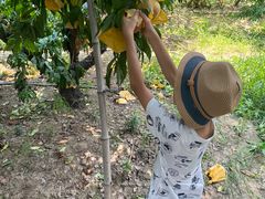 -老袁家蜜桃农场·阳山水蜜桃