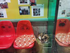 -猫咪博物馆(顶澳仔猫街店)