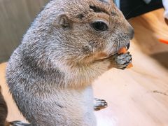 -藦茜花园宠物主题亲子互动体验馆(国顺东路店)