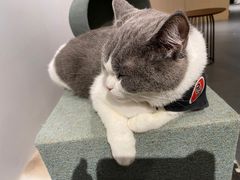 -有猫咖啡umeow coffee
