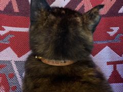 -Sirena海妖日咖夜酒