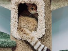 -东方名猫馆·英短金渐层布偶猫舍(环线广场1号楼店)