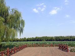 -荷塘月色湿地公园·向阳花洲