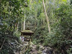 -西双版纳原始森林公园