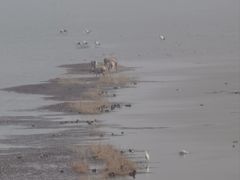 -盐城丹顶鹤湿地生态旅游区