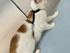 -中农国际动物医院24小时·猫科·骨科·急重症中心