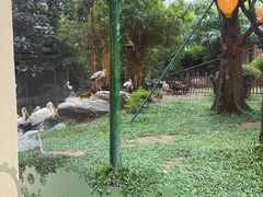 -熊猫自助餐厅.萌趣城堡(长隆熊猫酒店)