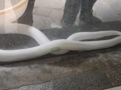 -合肥野生动物园