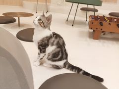 -飞行喵MR PILOT|猫舍·猫咖(静安大融城店)
