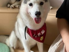 -Husky Go! 哈士奇体验馆·宠物咖啡厅狗咖