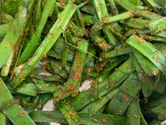 铁板韭菜-辣出味岳阳特色烧烤·龙虾大排档(砂子塘总店)