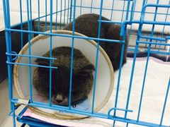 -乐派堂宠物医院·猫友好· 心脏科(东街店)