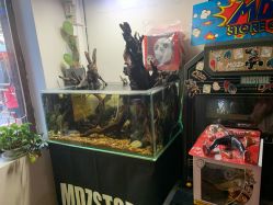 点击看大图 -MDZ STORE·TATTOO·耳饰