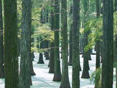 -渌洋湖湿地公园