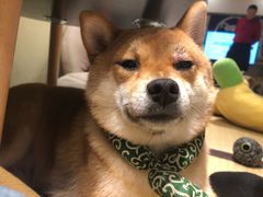 -逗柴咖啡屋·狗咖猫咖宠物桌游